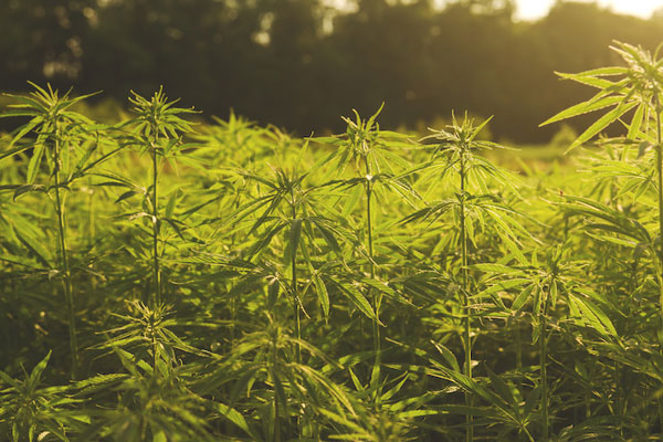 Sustainable Hemp Industry Looks to Future at RC&D Meeting